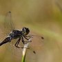 vážka tmavá (Sympetrum danae)